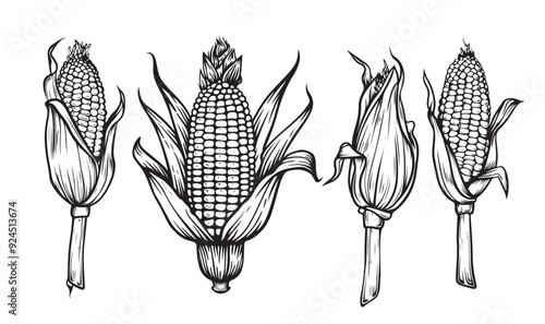 Corn cob in organic corn hand drawn vector illustration set. ear of corn isolated on white background Design for shop, market, book, menu, banner. Outline ink style sketch. Vector coloring illustratio