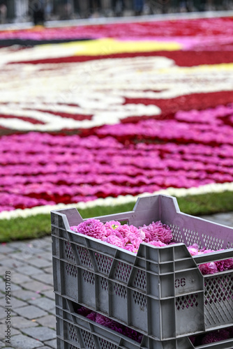 Belgique Bruxelles Tapis de fleurs Grand Place Dalhias photo