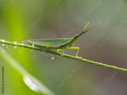 Acrida Cinerea with blur background