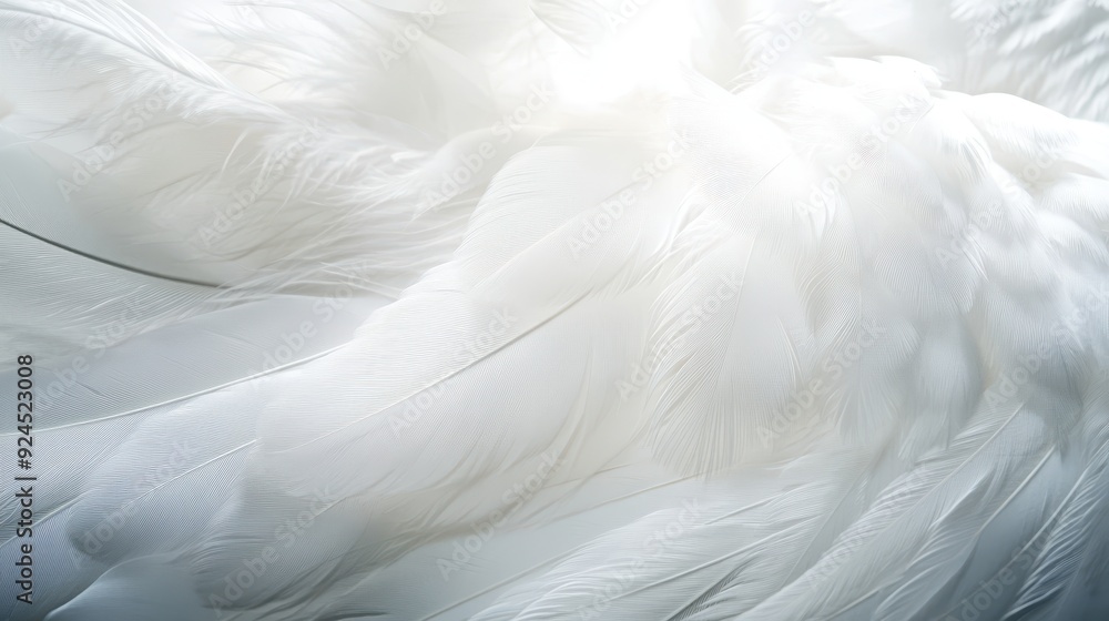Obraz premium White Feathers Close-Up Abstract Background.