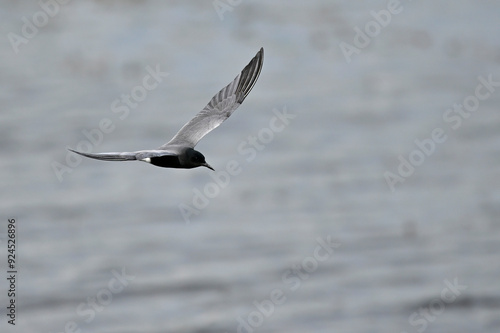 Trauerseeschwalbe // Black tern (Chlidonias niger) photo