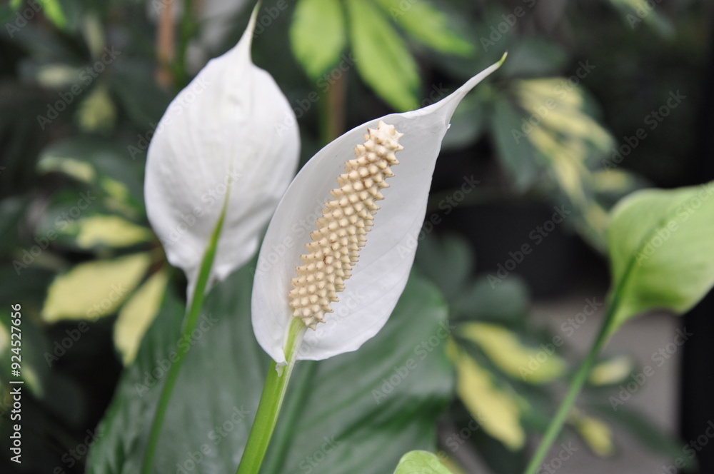 Beautiful white sails and green leaves Beautiful white sails and green leaves