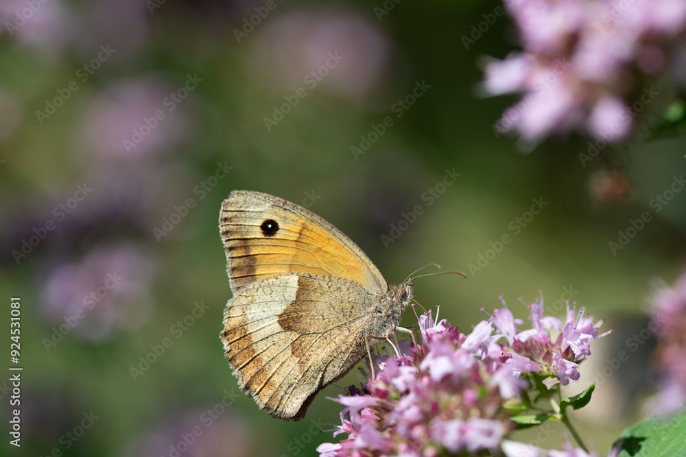 A small butterfly, a large ox-eye (Maniola jurtina), sits on the flowers of wild marjoram. Nature is green in the background. A small butterfly, a large ox-eye (Maniola jurtina), sits on the flowers of wild marjoram. Nature is green in the background.