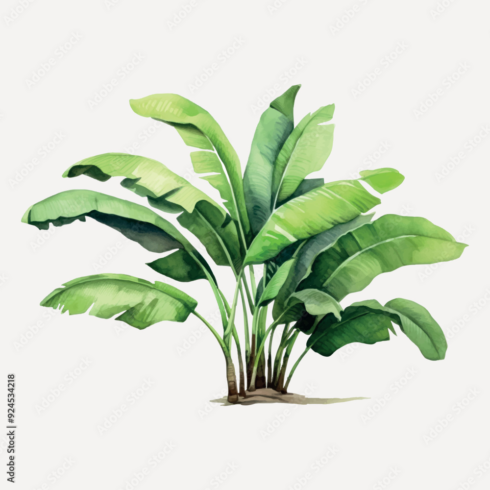 Tropical banana plant illustration Tropical banana plant illustration