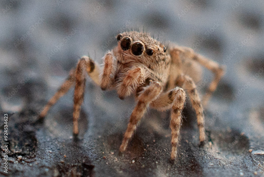 Macro Close-Up of a Jumping Spider in Natural Habitat Macro Close-Up of a Jumping Spider in Natural Habitat
