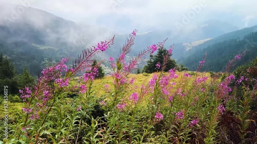Ivan-tea (lat. Chamaenerion) is a genus of perennial plants of the fireweed family (Onagraceae). Group of plants. population of Ivan-tea narrow-leaved in the Tatras, Carpathians, Alps