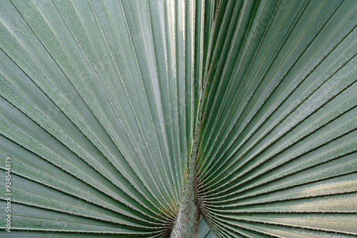 close up of green palm leaf