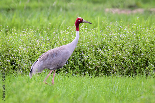 Eastern Sarus Crane (Grus Antigone) in the green meadow at Buriram Province, Thailand.