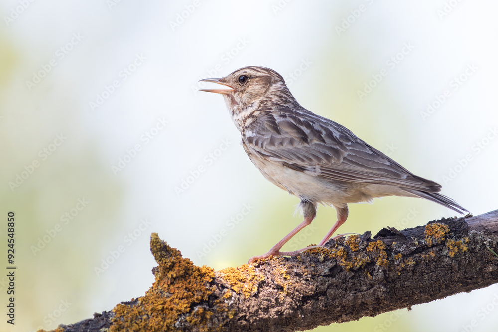 Fototapeta premium Woodlark, Lullula arborea. A close-up of a singing bird