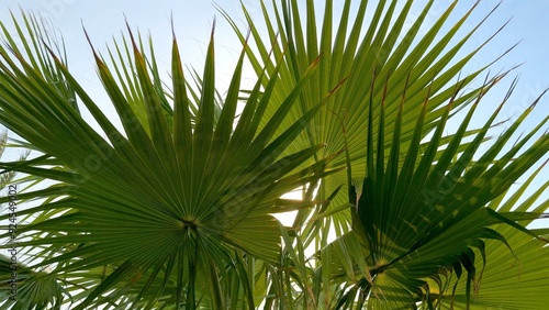 Foto Morning sunlight filters through gently moving palm leaves, casting warm and serene glow