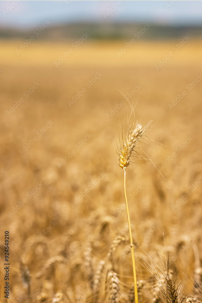 Fototapeta premium Wheat field and blue sky