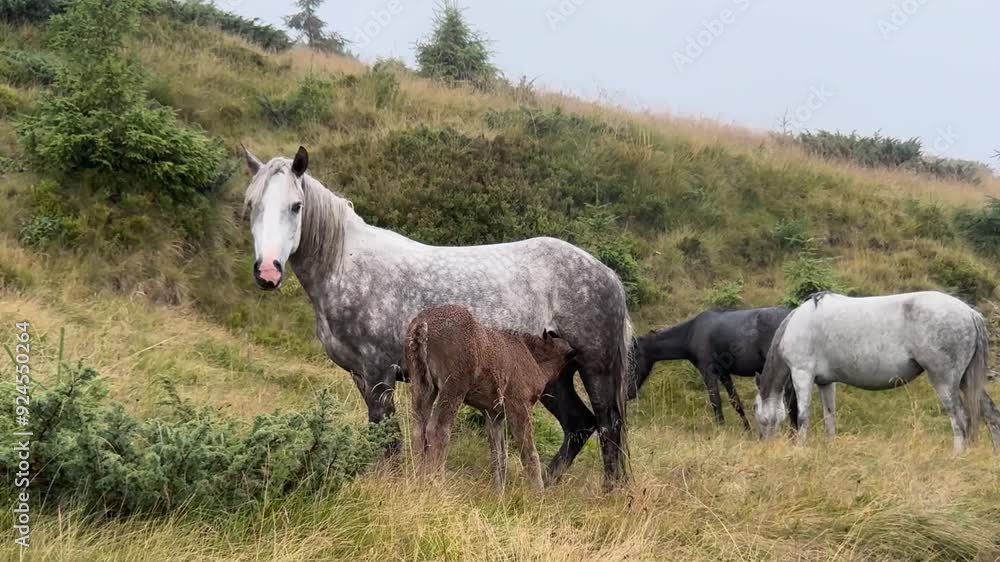 wild horses graze in the Carpathian Mountains, Ukraine in the fog after the rain. Foal drinks milk from his mother mare. Pure nature, no people wild horses graze in the Carpathian Mountains, Ukraine in the fog after the rain. Foal drinks milk from his mother mare. Pure nature, no people