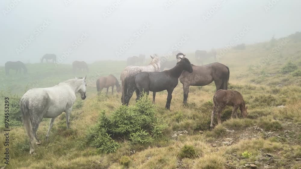 Ukraine let their horses graze in the highlands of the Carpathians. characteristic features of the Hutsuls endurance, strength and intelligence. The animals came to the pasture in the fog after rain Ukraine let their horses graze in the highlands of the Carpathians. characteristic features of the Hutsuls endurance, strength and intelligence. The animals came to the pasture in the fog after rain