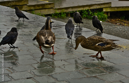 Ducks Chasing Birds in the Rain - Lake District, England - Stock Photo photo