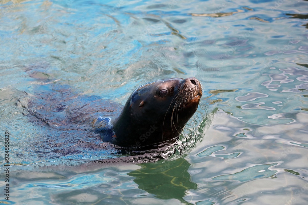 Obraz premium 水面から顔を出して泳ぐメスのオタリア