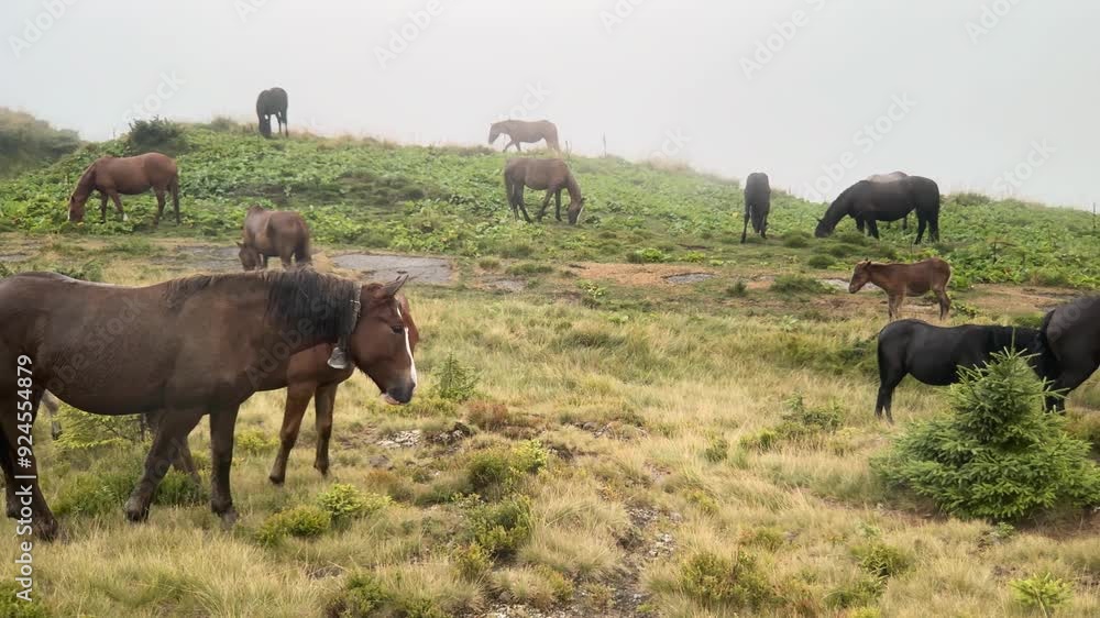 In the Carpathians of Ukraine, horses graze in the fog on a high-mountain pasture. Mighty animals have sex, love in the wild In the Carpathians of Ukraine, horses graze in the fog on a high-mountain pasture. Mighty animals have sex, love in the wild