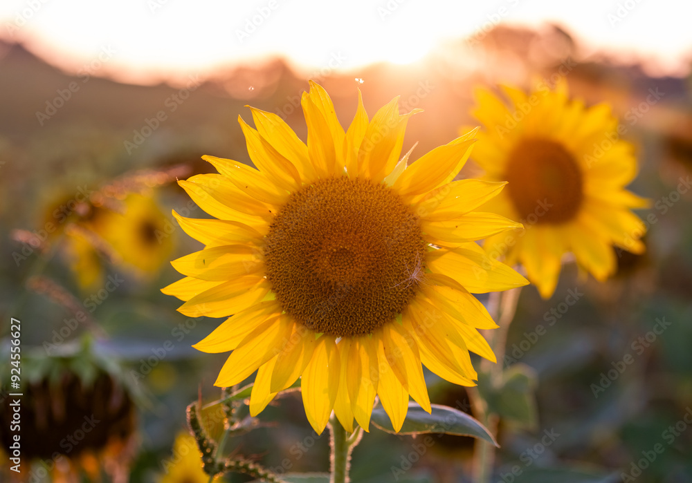 Fototapeta premium Sonnenblumen im Sonnenuntergang