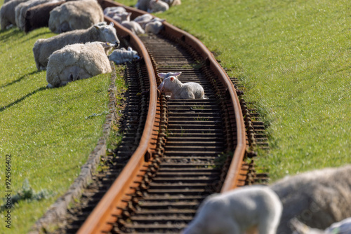 Schafe auf einem Deichgleis