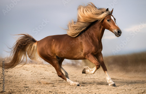 Horse long mane run portrait 