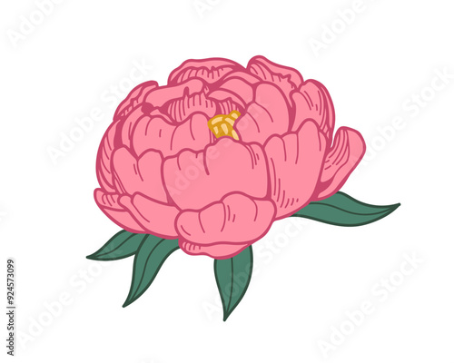 Peony blossom, gorgeous flower and leaf. Floral bud, delicate petals, bloom. ...