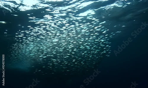 Mackerel Flocking and Forming Bait Ball in Dark Ocean 4K photo