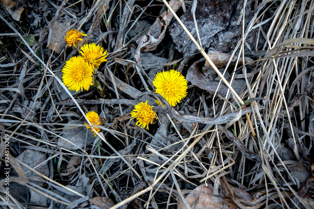 the first spring flowers of a mother and stepmother on the still bare ground covered with last year's fallen leaves the first spring flowers of a mother and stepmother on the still bare ground covered with last year's fallen leaves