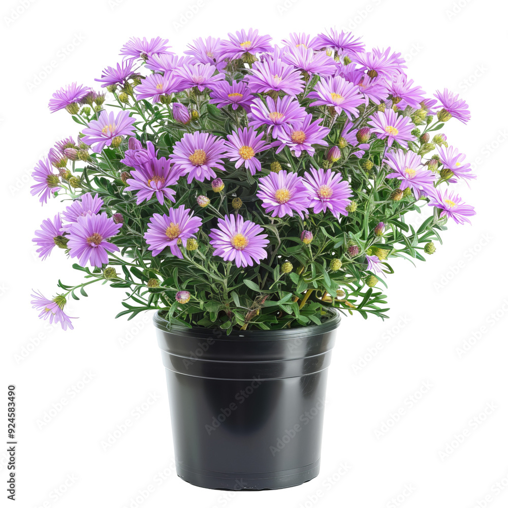 Purple Aster Flower in Pot isolated on transparent background, ideal for floral design, botanical art, and nature-themed decorations Purple Aster Flower in Pot isolated on transparent background, ideal for floral design, botanical art, and nature-themed decorations