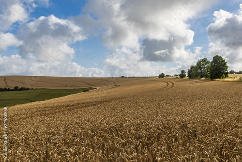 A field of cereal crops in the South Downs ripening under the summer sun