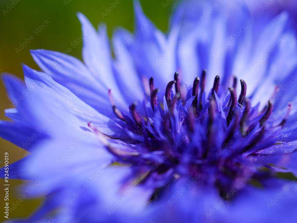 Obraz premium 青いヤグルマギク（矢車菊・セントーレア）の花