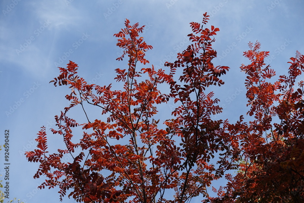 Misty blue sky and red autumnal foliage of Sorbus aucuparia in mid October Misty blue sky and red autumnal foliage of Sorbus aucuparia in mid October