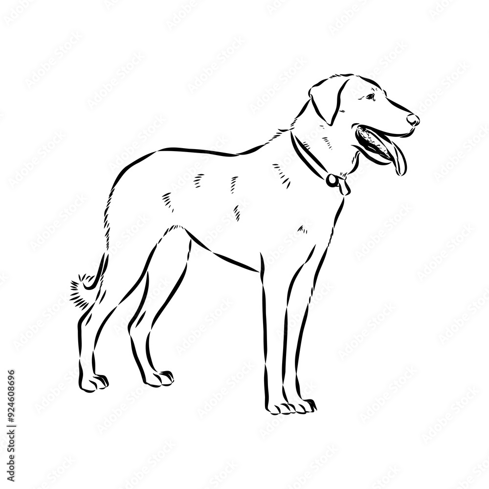 Anatolian shepherd vector sketch illustration Anatolian shepherd vector sketch illustration