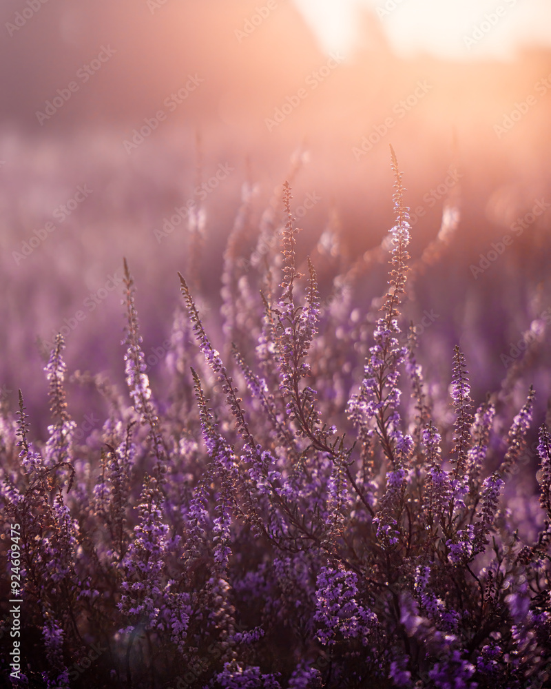 Fototapeta premium Heide - Landschaft Lavendel - Münsterland