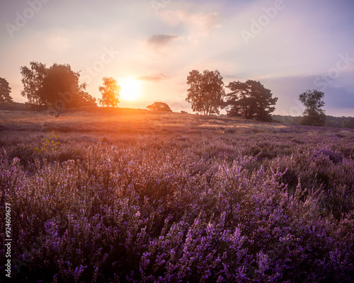 Heide - Landschaft Lavendel - Münsterland