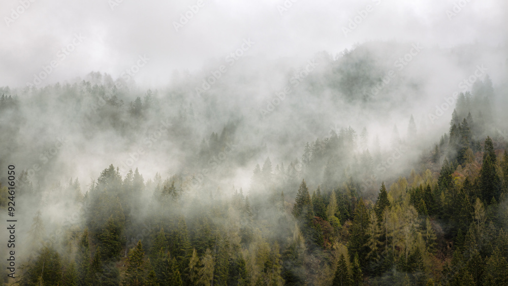 Fog is coming down to the forest Fog is coming down to the forest
