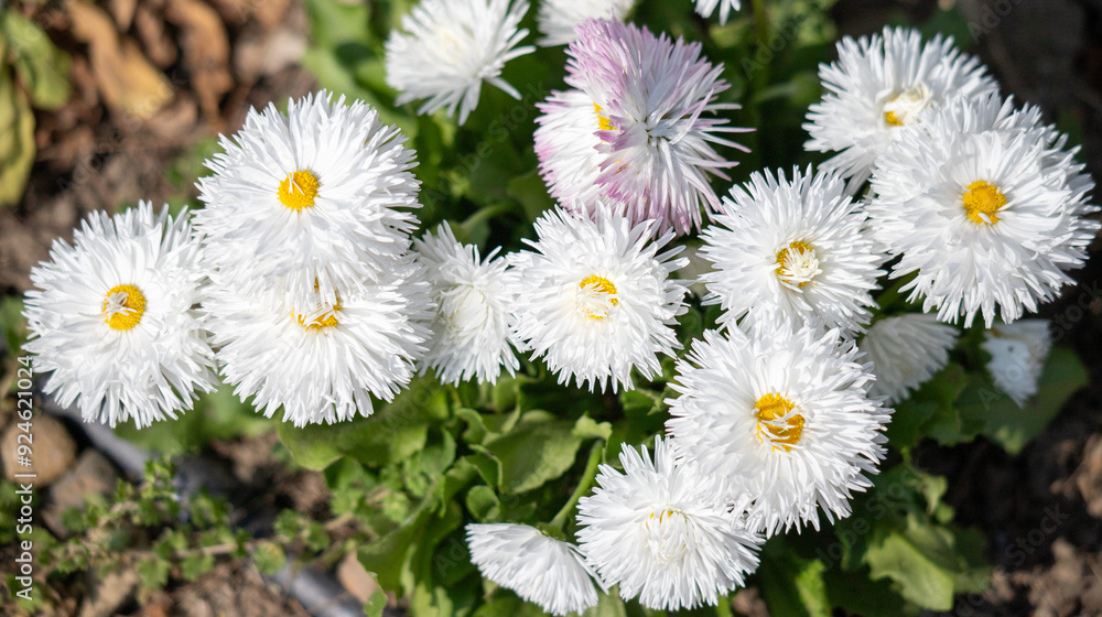 Perennis bellis garden daisy in nature in spring. Perennis bellis garden daisy in nature in spring.