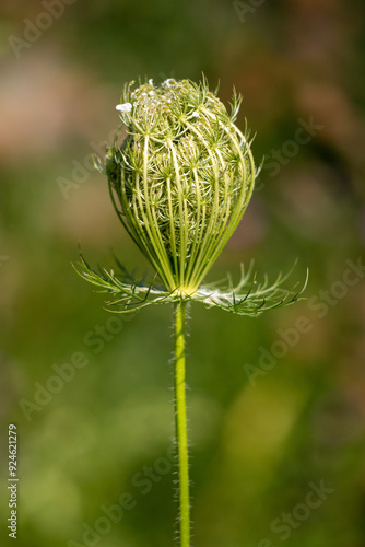 Natural location of Daucus carota in nature. photo