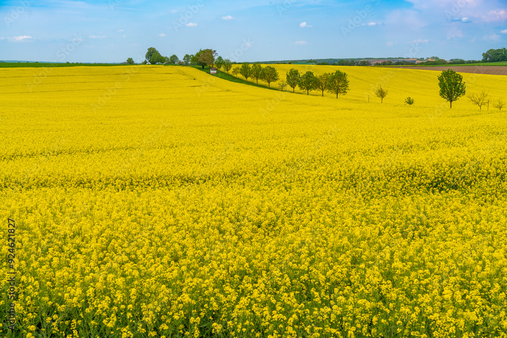 Bright yellow canola field and blue sky on a sunny day. Rural scene in springtime in Germany Bright yellow canola field and blue sky on a sunny day. Rural scene in springtime in Germany