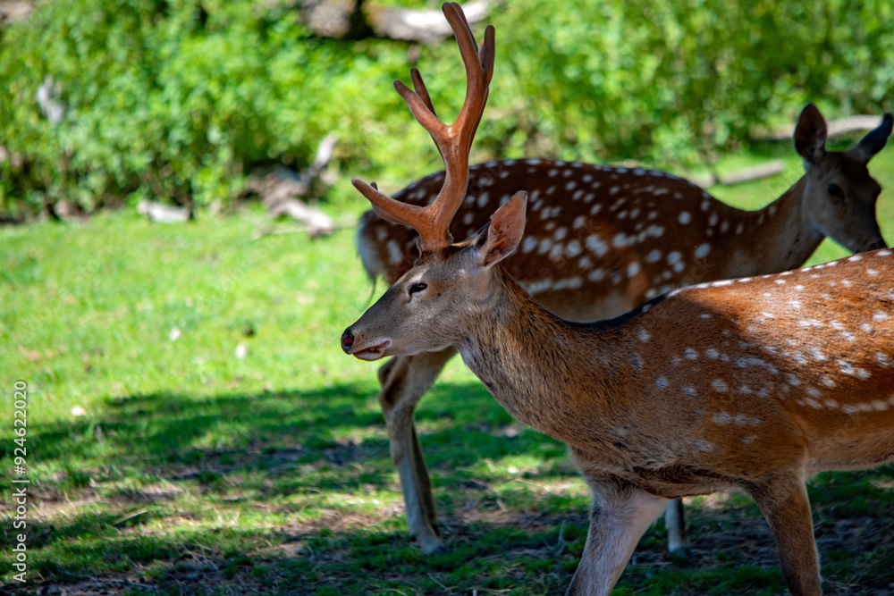 Ein Hirsch im Tiergarten Nürnberg Ein Hirsch im Tiergarten Nürnberg