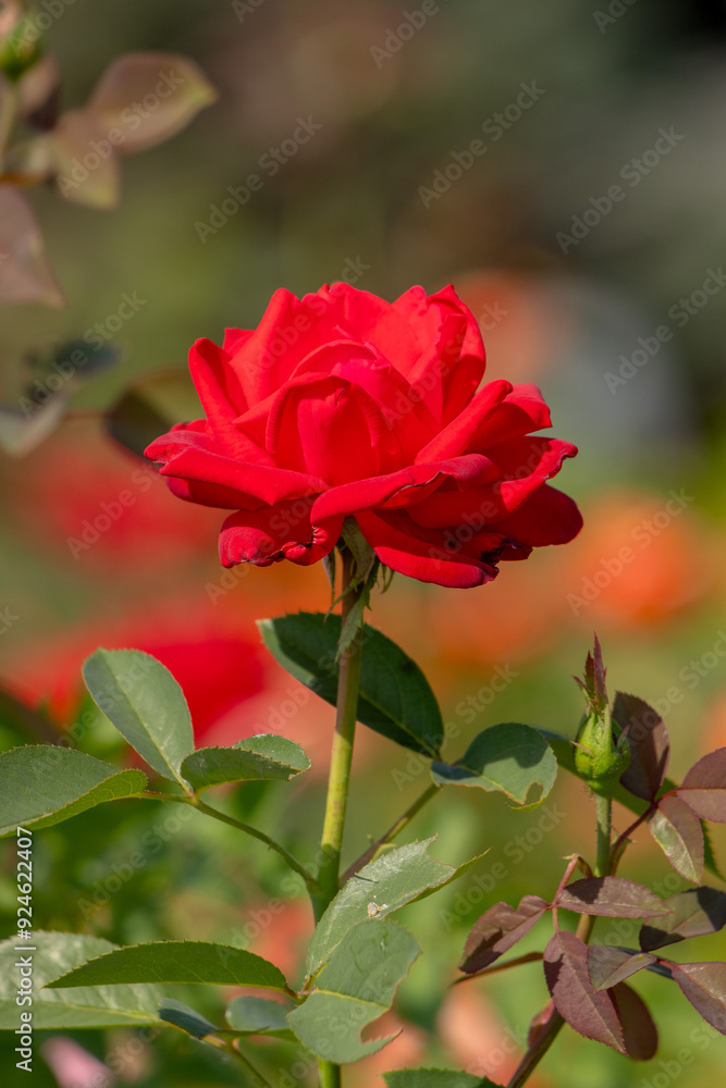 beautiful garden roses in the park in the open space beautiful garden roses in the park in the open space