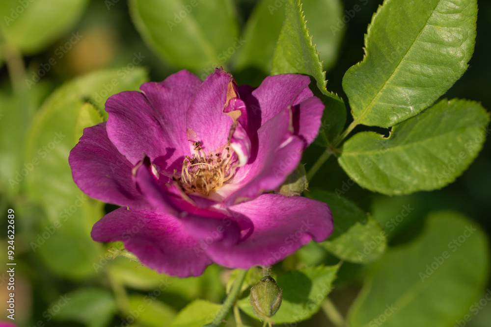 beautiful garden roses in the park in the open space beautiful garden roses in the park in the open space