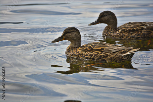 Close-Up of Two Ducks on Coniston Lake with Rippling Glassy Water