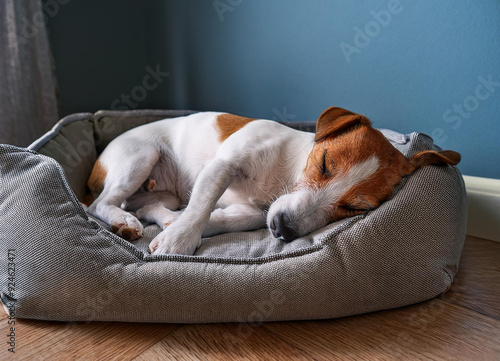 Ein kleiner Terrier Hund schläft in einem grauen Hundebett. Haustier. photo