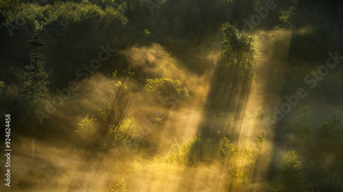 masked forest - maskierter Wald photo