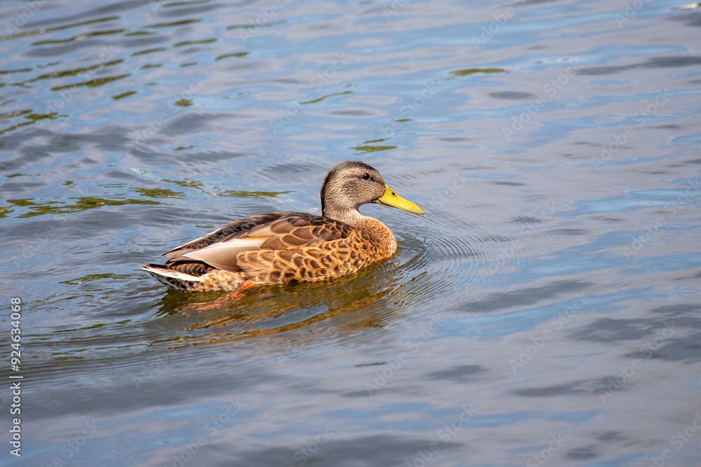 Wild duck on the water, summer nature. Wild duck on the water, summer nature.