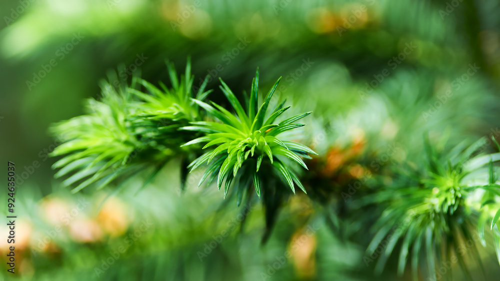 Green leaves background. Selective and soft focus. Copy space. Green leaves background. Selective and soft focus. Copy space.