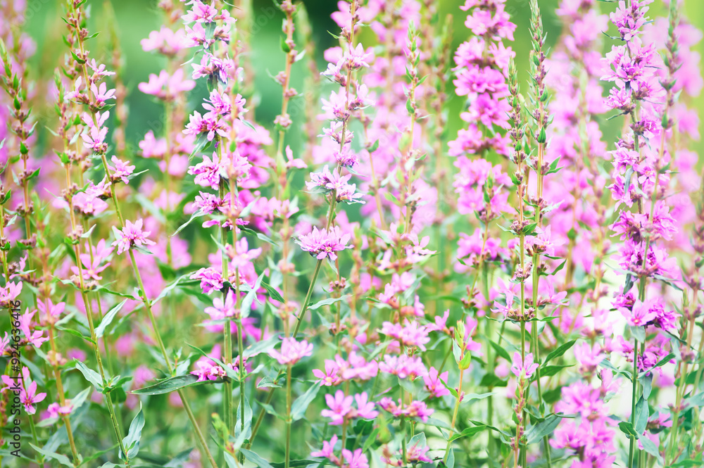Naklejka premium Nature background with spring flowers. Selective and soft focus. Close up.