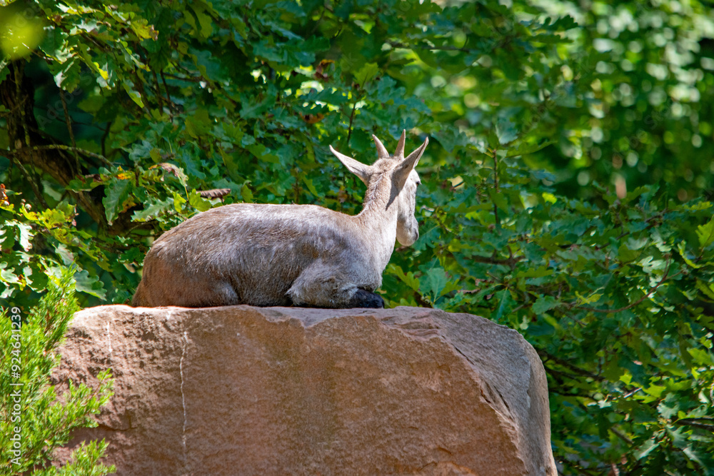 Naklejka premium Gämse auf Felsen im Nürnberger Tierpark-Wildtierruhe