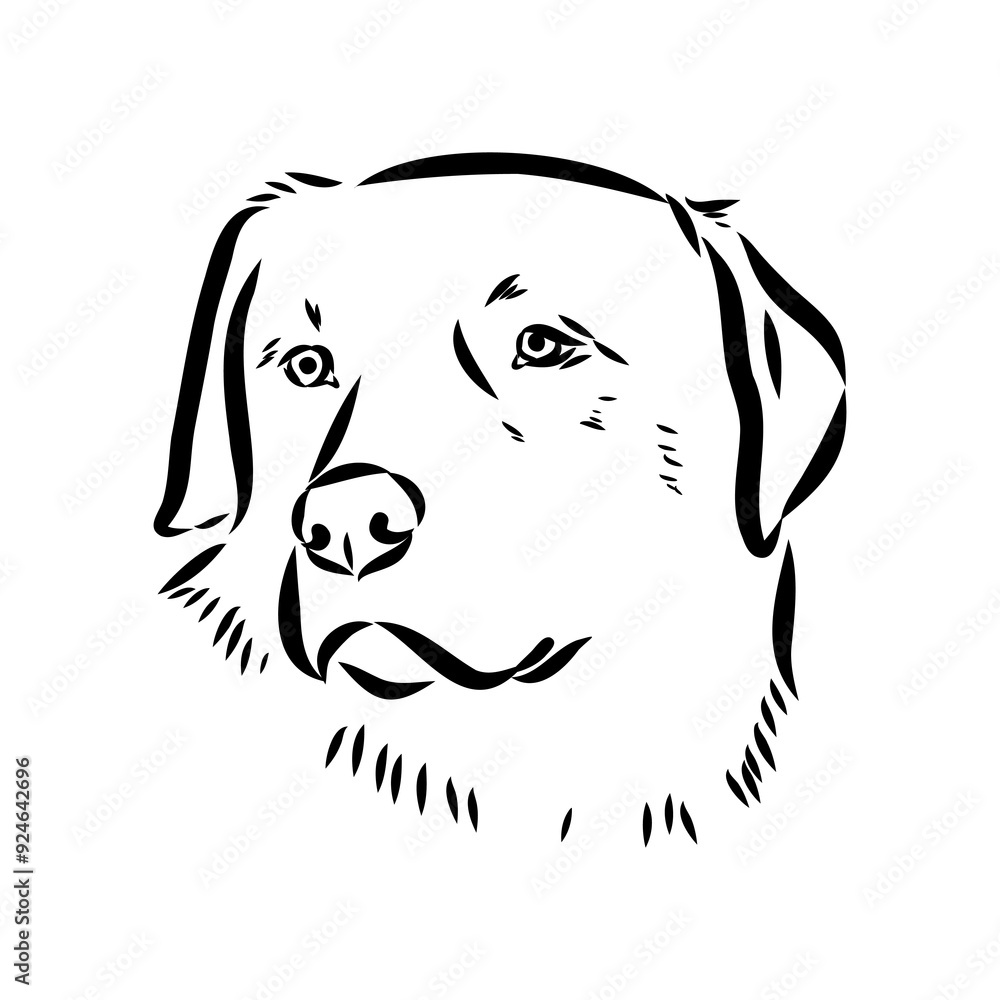 Anatolian shepherd vector sketch illustration Anatolian shepherd vector sketch illustration