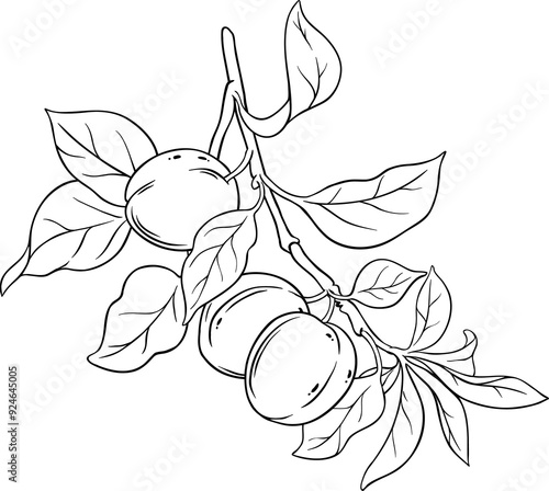Apricot Branch with Fruits and Leaves Outline Illustration.