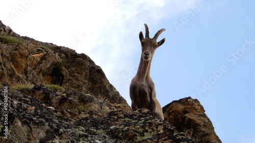 Steinbock